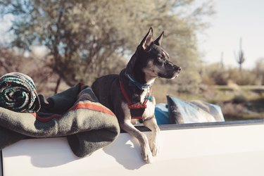 Dog sitting with blankets in pick-up truck