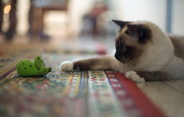 Birman kitten playing with a green toy mouse.