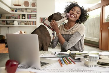 Dog licking face of female interior designer working at home office desk