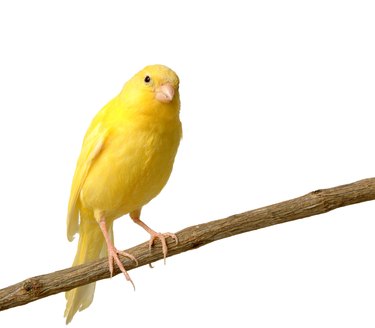 canary