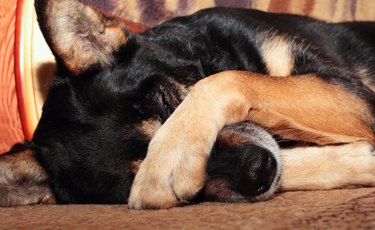 Dog covering its nose with paw