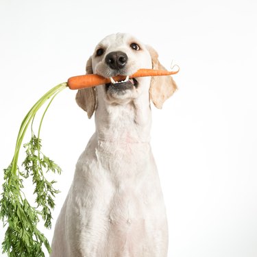 Dog with whole carrot in its mouth