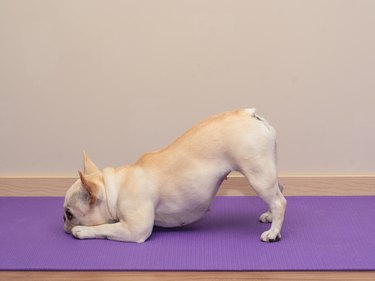 French Bulldog in Yoga Pose - Downward Dog