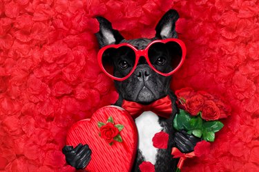 valentines dog in love