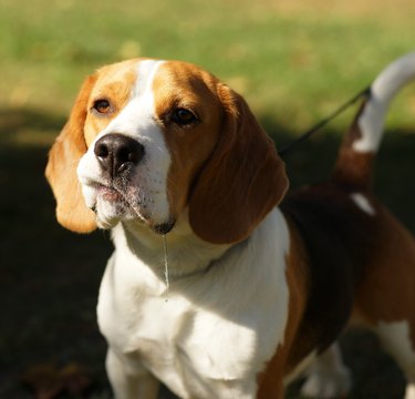 beagle outdoors