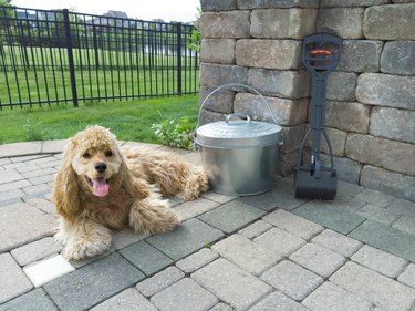 Relaxed golden American Cocker Spaniel