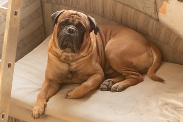 Dog mastiff Beautiful animals in the city park on a sunny day.