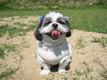 The shih tsu under walk