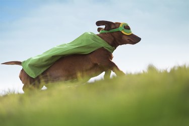 Superhero Dachshund dog running up hill