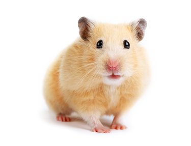 How Long Do Dwarf Hamsters Live? (Maximizing Their Lifespan)