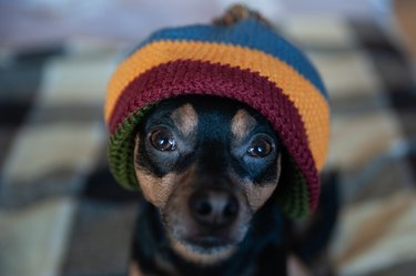 Cute puppy in a hat and blanket in the house. Clothing for dogs, care for animals in the cold season. Home comfort in winter and autumn