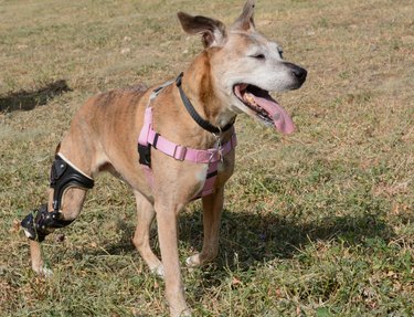 boxer mixed breed dog with orthotic brace on back leg