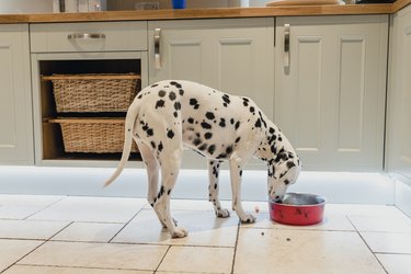 dalmatian eating food from a red bowl in a kitchen