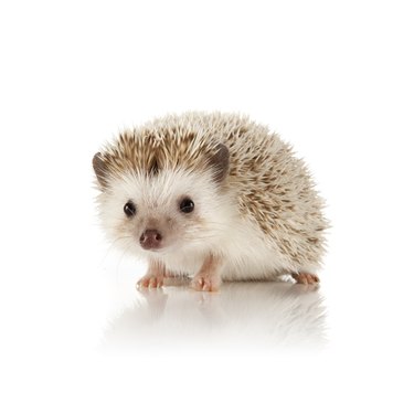 An adorable picture of an African Pygmy Hedgehog