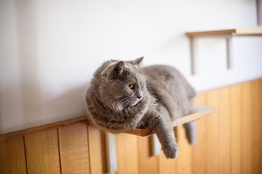 Gray cat on a shelf.