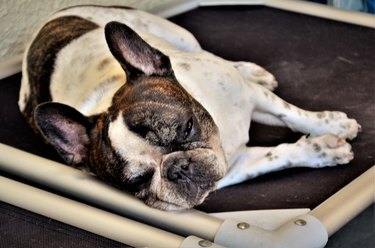 A French bulldog sleeping in his bed