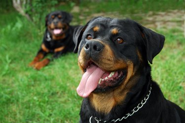 Rottweilers outside in the grass