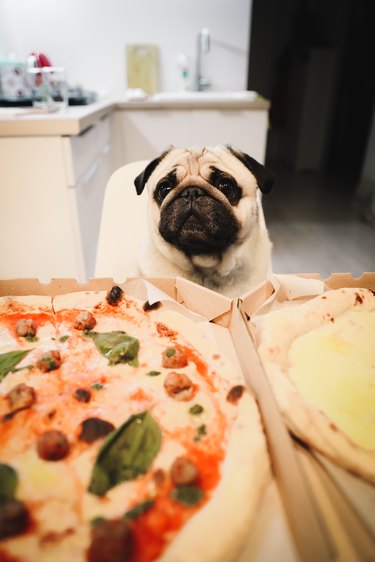 Dog waiting for pizza eating at home