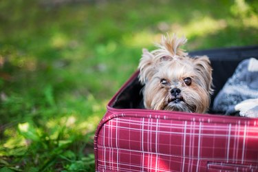 Close-Up Portrait Of Dog Sitting In Suitcase