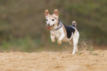 A Dwarf Jack Russell Terrier walking on 2 legs!