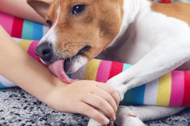 The basenji  dog lies on the girl's legs and lick her hand
