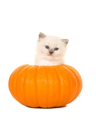 Ragdoll in pumpkin