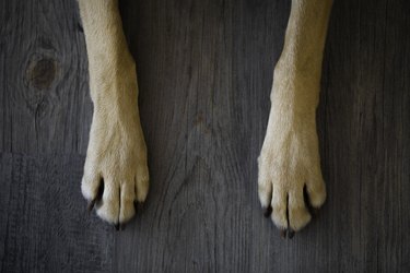 Closeup detail of a dog's paws on a wood floor.