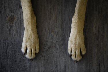 Dog Paws