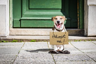 cute dog with sign that says "adopt me!" on their neck