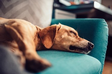 Dog sleeping on a sofa