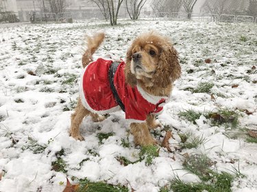 American Cocker Spaniel Dog dressed as Santa Claus