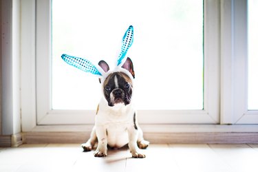 Bulldog with rabbit ears