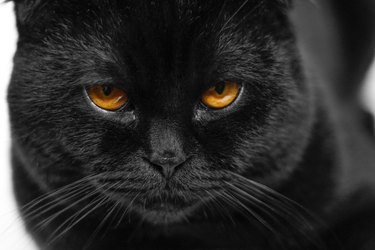 Close-up serious black Cat with Yellow Eyes in Dark. Face black Scottish fold cat with Golden eyes. Portrait of the cat