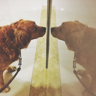Close-Up Of Dog Standing By Mirror