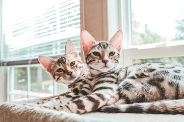 Bengal Kittens Looking At Camera