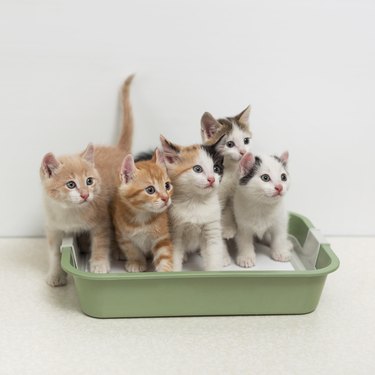 five kittens sitting in litter box