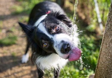 border collie dog drinking from an outdoor water spout.