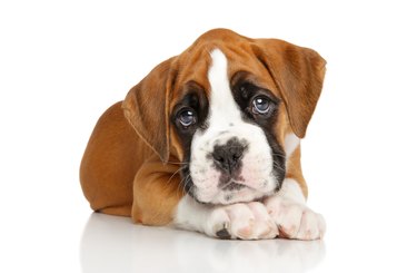 German Boxer puppy