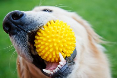 Playful dog with yellow toy in mouth