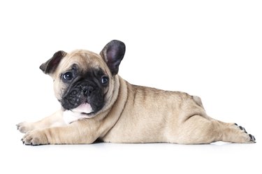 French bulldog puppy lying on white background