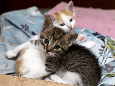 two stray kittens in a box