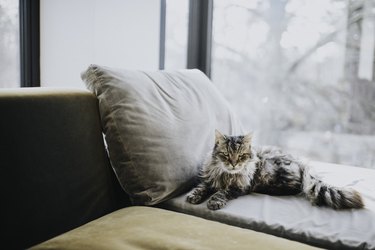 Cat lying beside a window