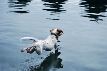 High Angle View Of Dog Swimming In Lake