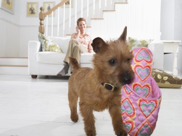 Terrier Puppy Carries a Slipper in its Mouth Across a Living Room Floor