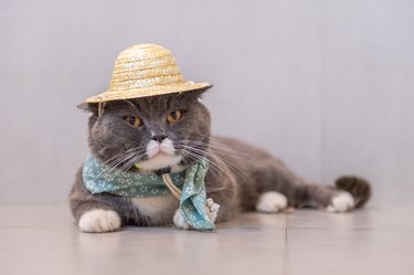 British short hair cat wears a hat