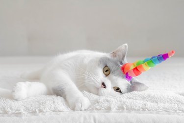 British shorthair Cat wearing a unicorn horn