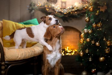 Two dogs and a Christmas tree