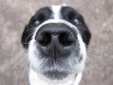 black and white dog closeup of nose