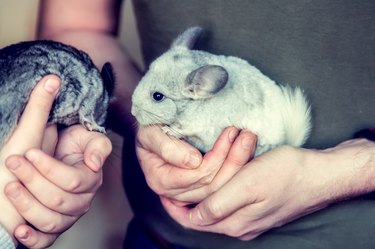 A small white and grey chinchilla sits on the human hands