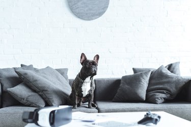 Cute french bulldog sitting on sofa by table with digital gadgets